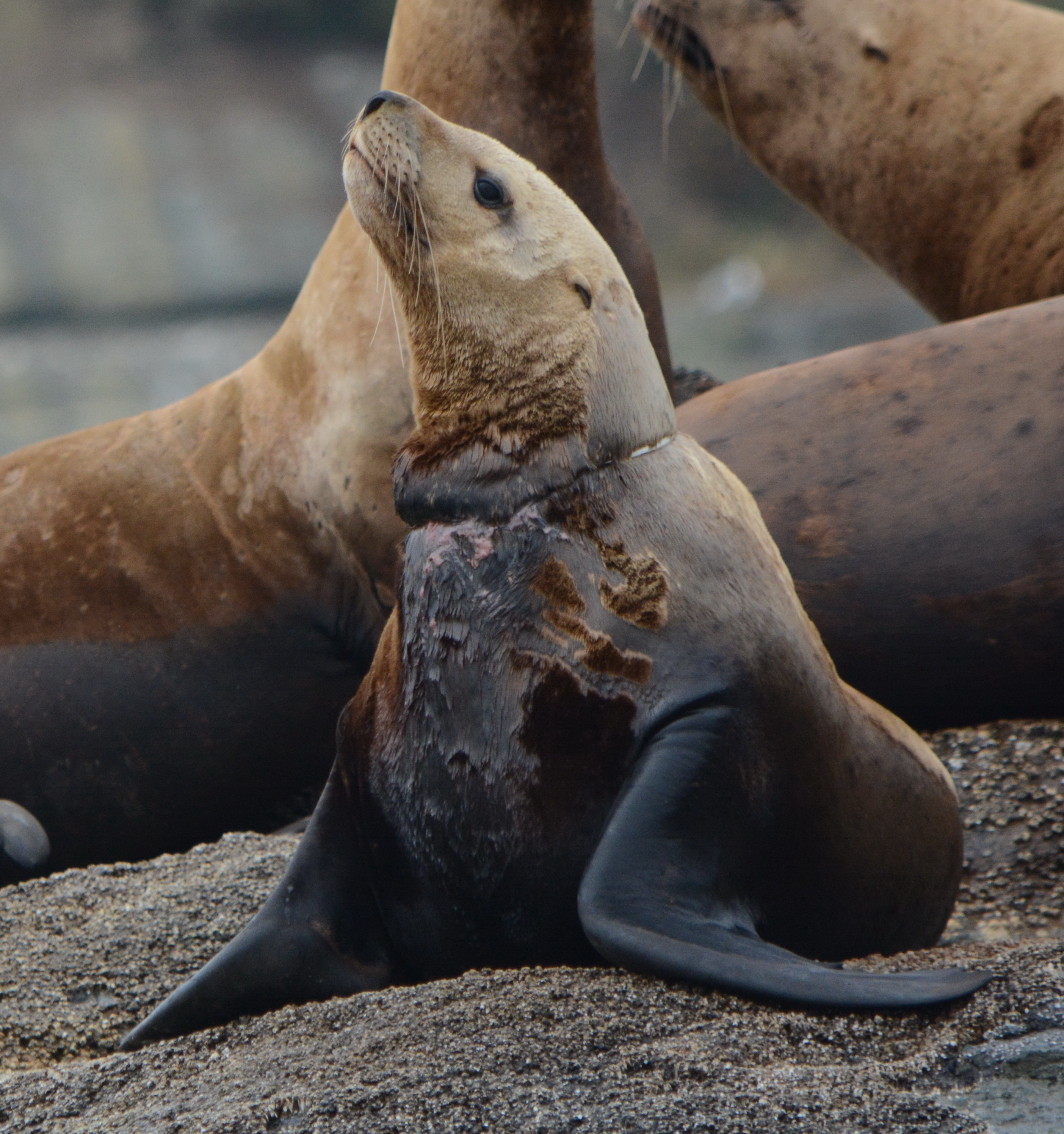 entangled steller sea lion