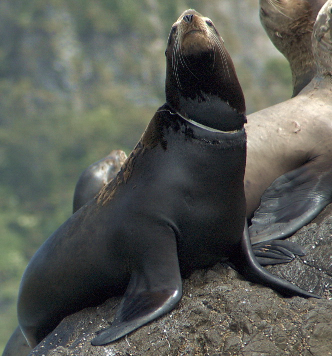 entangled california sea lion